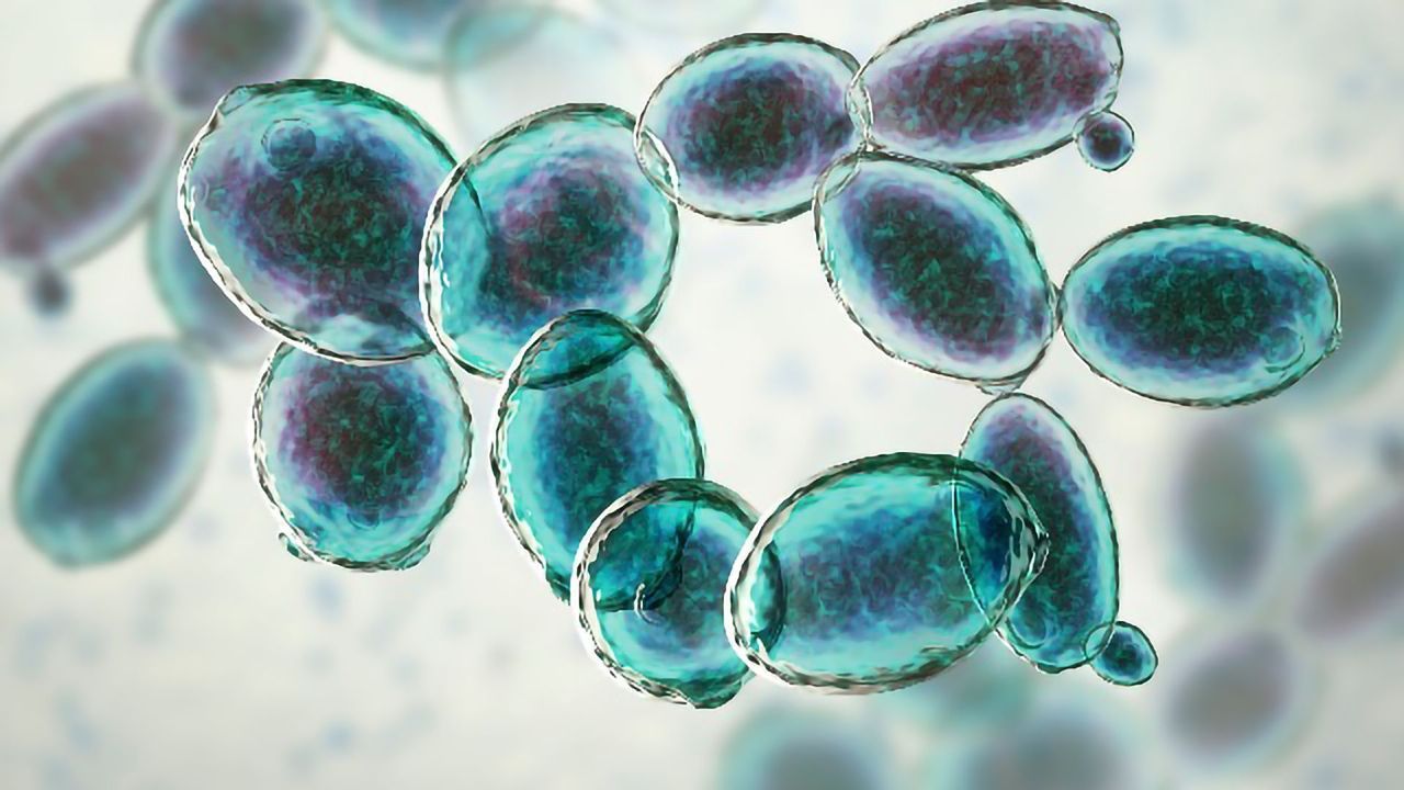 Cell Chemistry and Biosynthesis